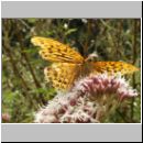 Argynnis paphia - Kaisermantel m02.jpg